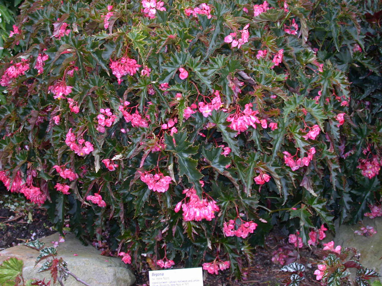 B. ‘Irene Nuss’